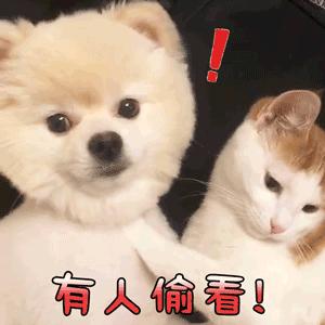动图封面
