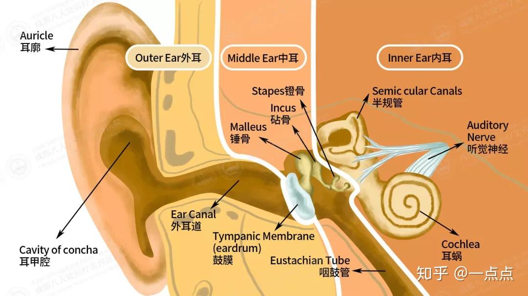 性外中耳畸形(如圖1),表現為重度耳廓發育不全,有外耳道閉鎖或狹窄