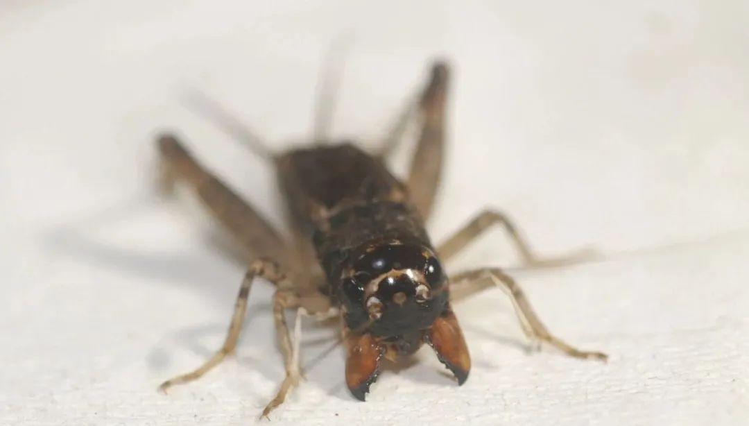 蟋蟀分享:红牙青,干老细糯全占