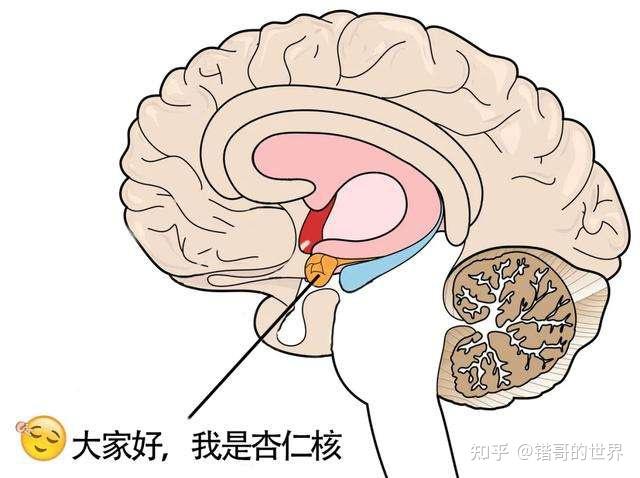 大腦整理術丨4招幫你