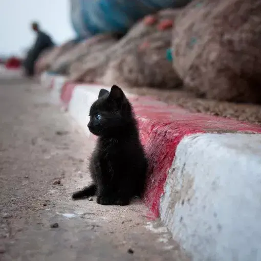 黑猫也可以很可爱呀