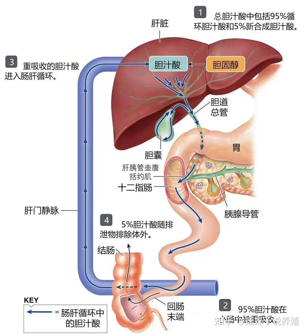 鸵鸟的泄殖腔结构图图片