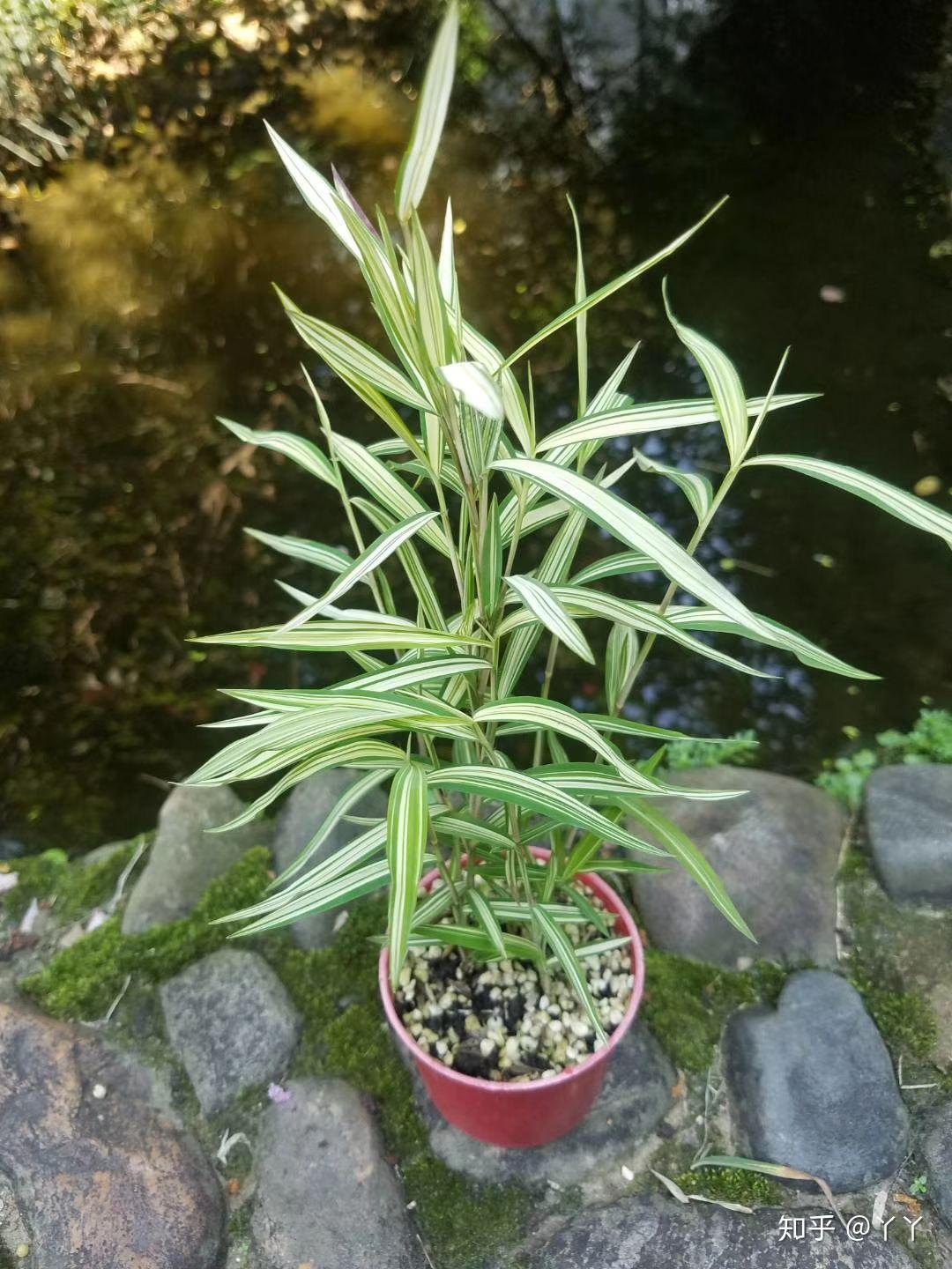 斑入风竹斑纹竹