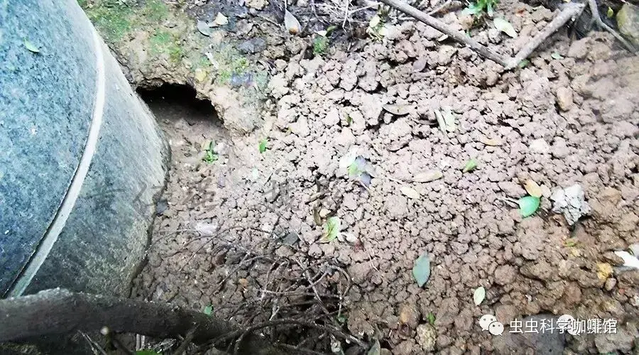 2,室外环境,认识鼠洞