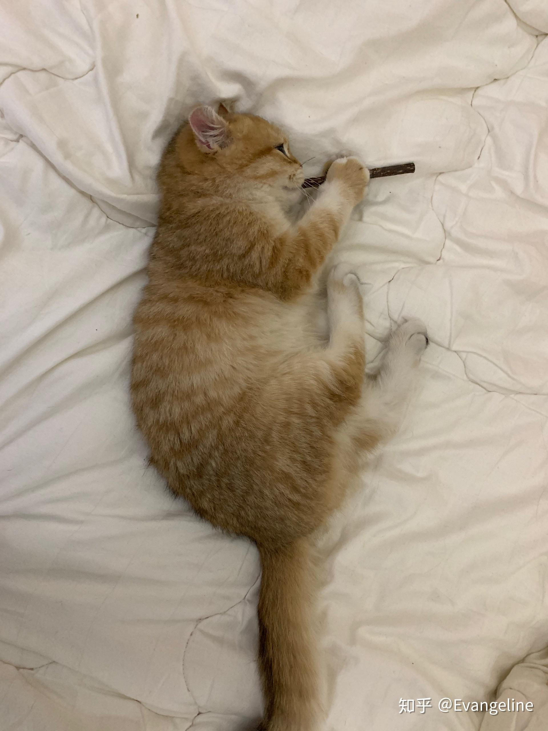v2-aa67d21a5b10a09de89487fd31bb7c06_r.jpg