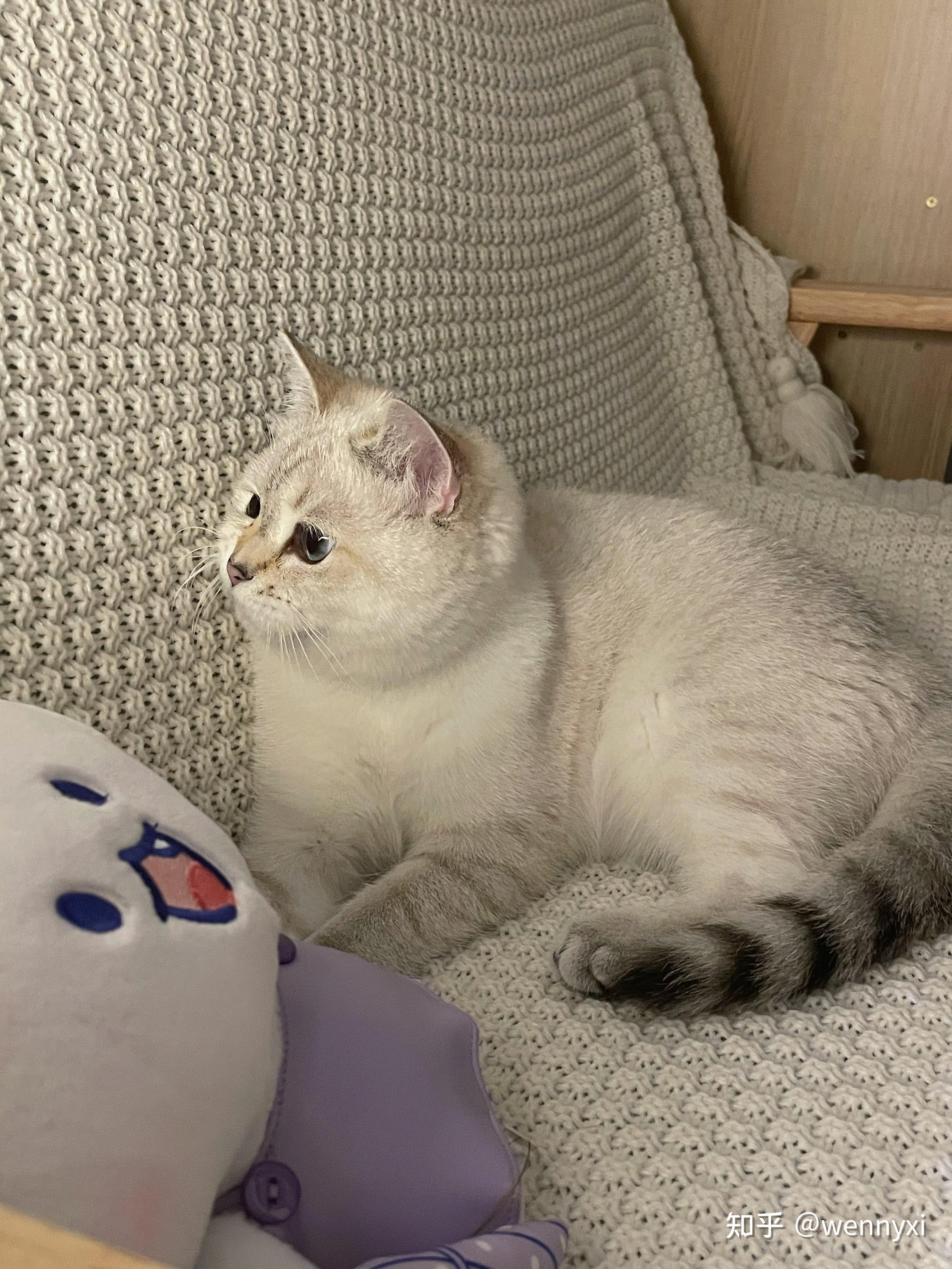 金点金点渐层成长记录玫瑰金耳朵天使小猫范糊糊陪伴的漫长岁月抖音