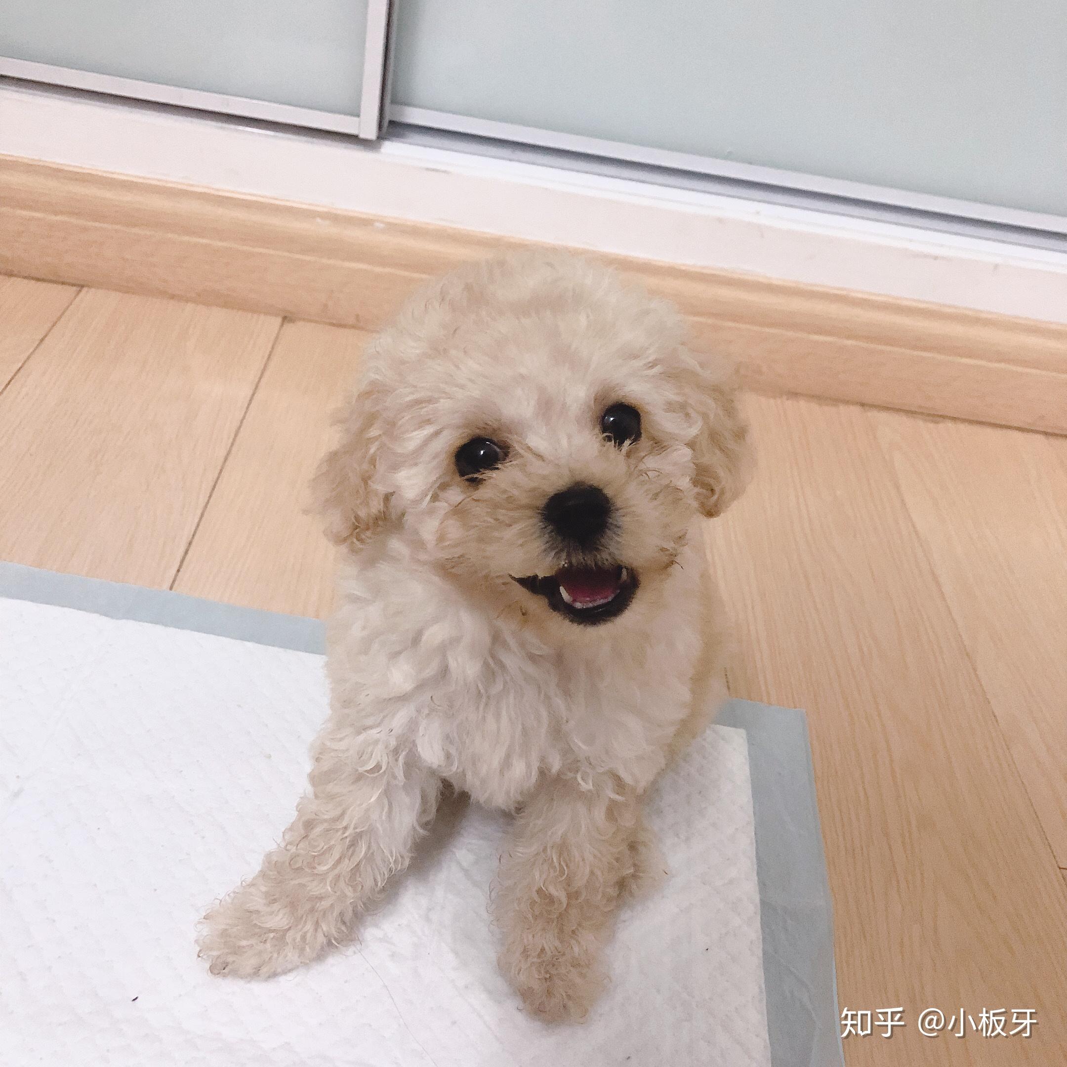 香槟色的泰迪颜值有多高?