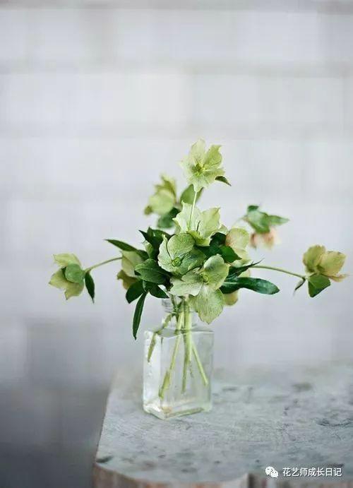 67绿菟葵 | 绿色可爱的草本植物,花语却是刺 - 知乎