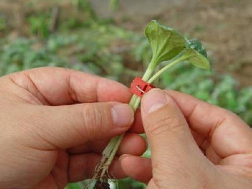 蔬菜嫁接黄瓜嫁接主要方法