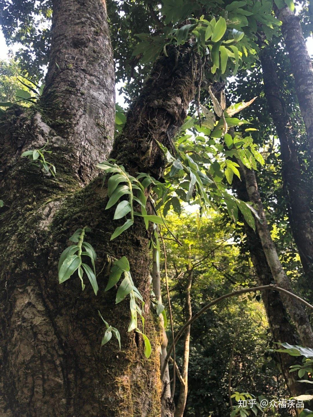 东连曼拱西接革登和莽枝茶山,从倚邦西南到帽崆约20公里,从嶍崆到攸乐