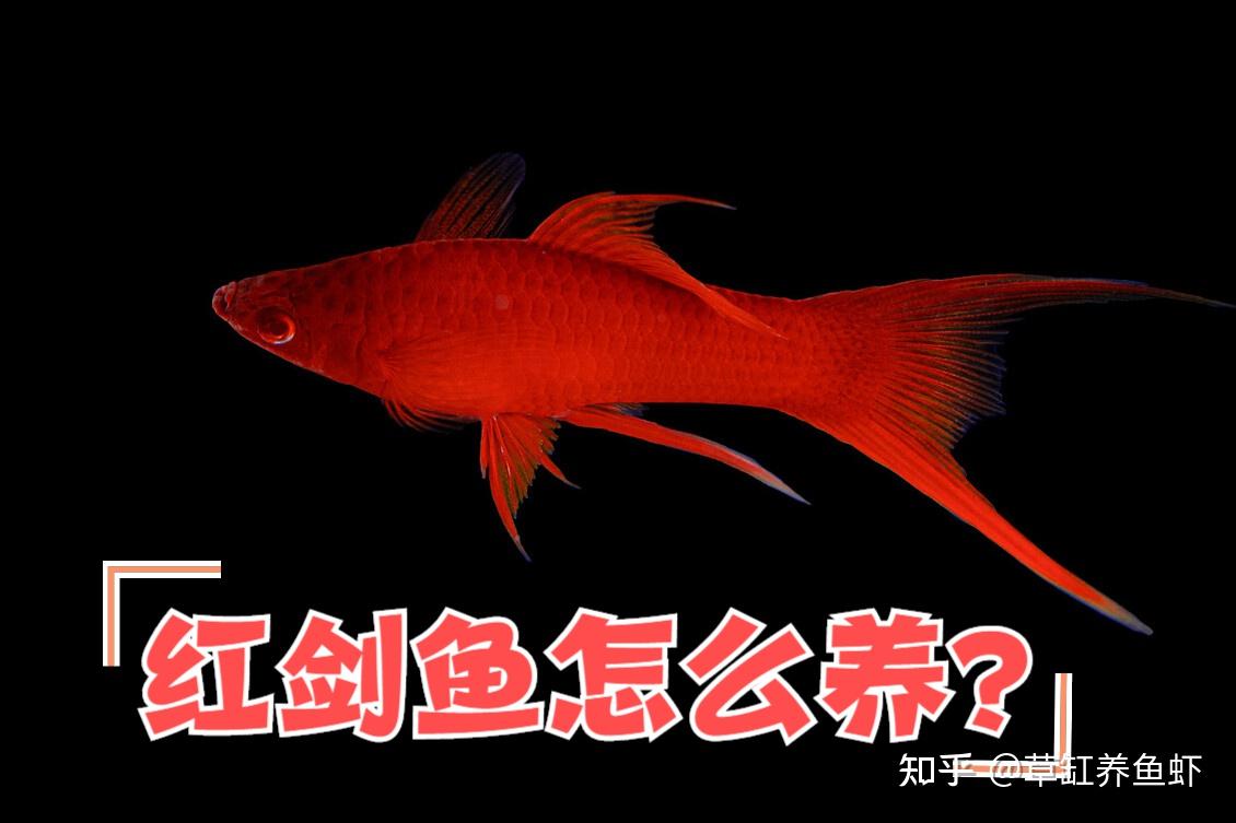 红剑鱼该怎么养从这10个方面入手哪怕你是新手也能养好