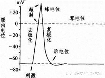 《運動生理學》鄧樹勳(第3版)考點筆記詳解!(考研必背) - 知乎