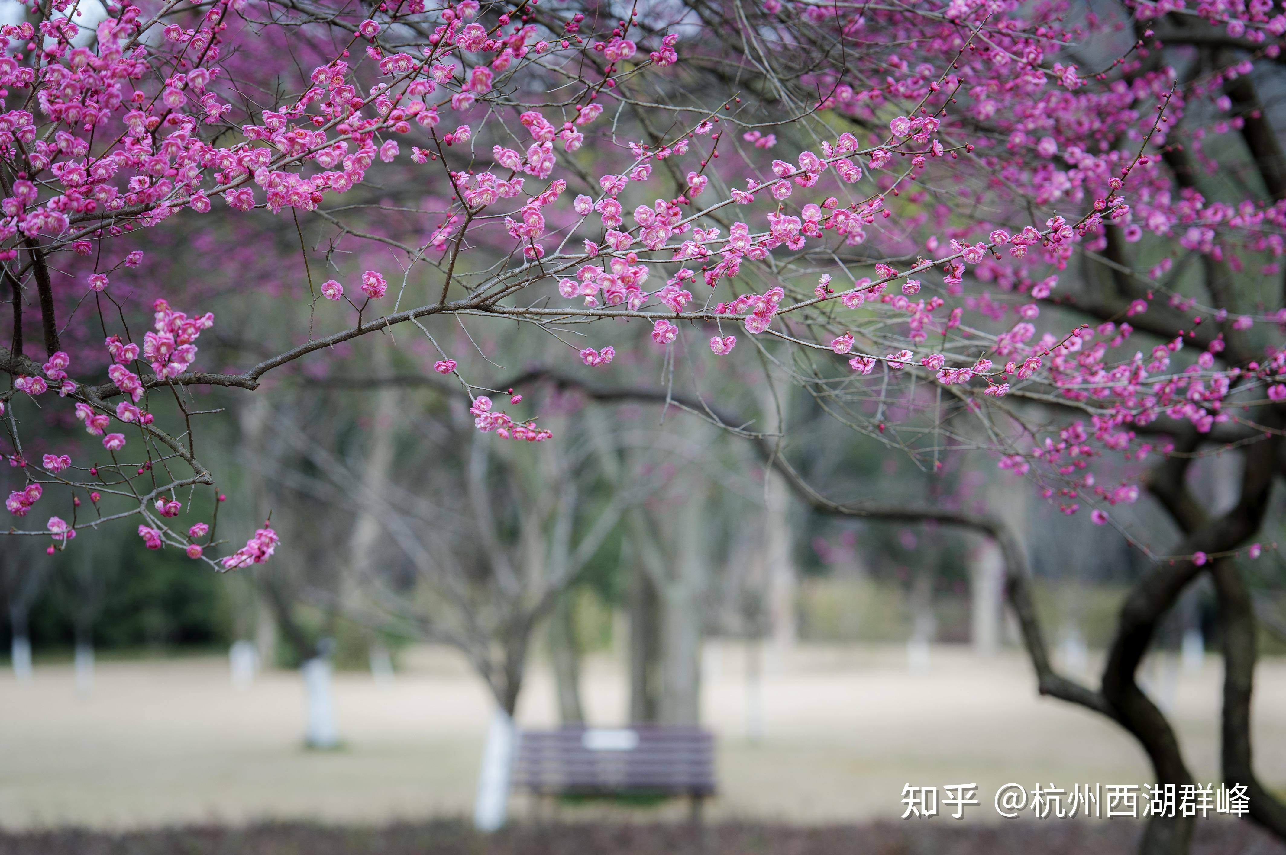 杭州梅花开放指数杭州植物园样本
