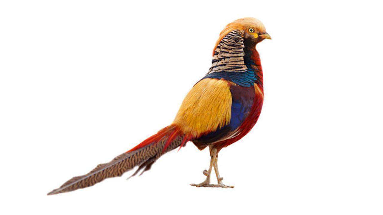 老人误把金鸡当凤凰,喂养多年