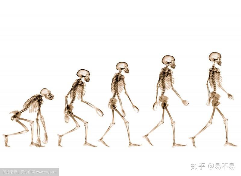 简明人类进化史 - 知乎