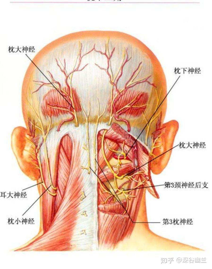 在胸锁乳突肌附着部上方,有耳后动,静脉分支,布有枕小神经本干