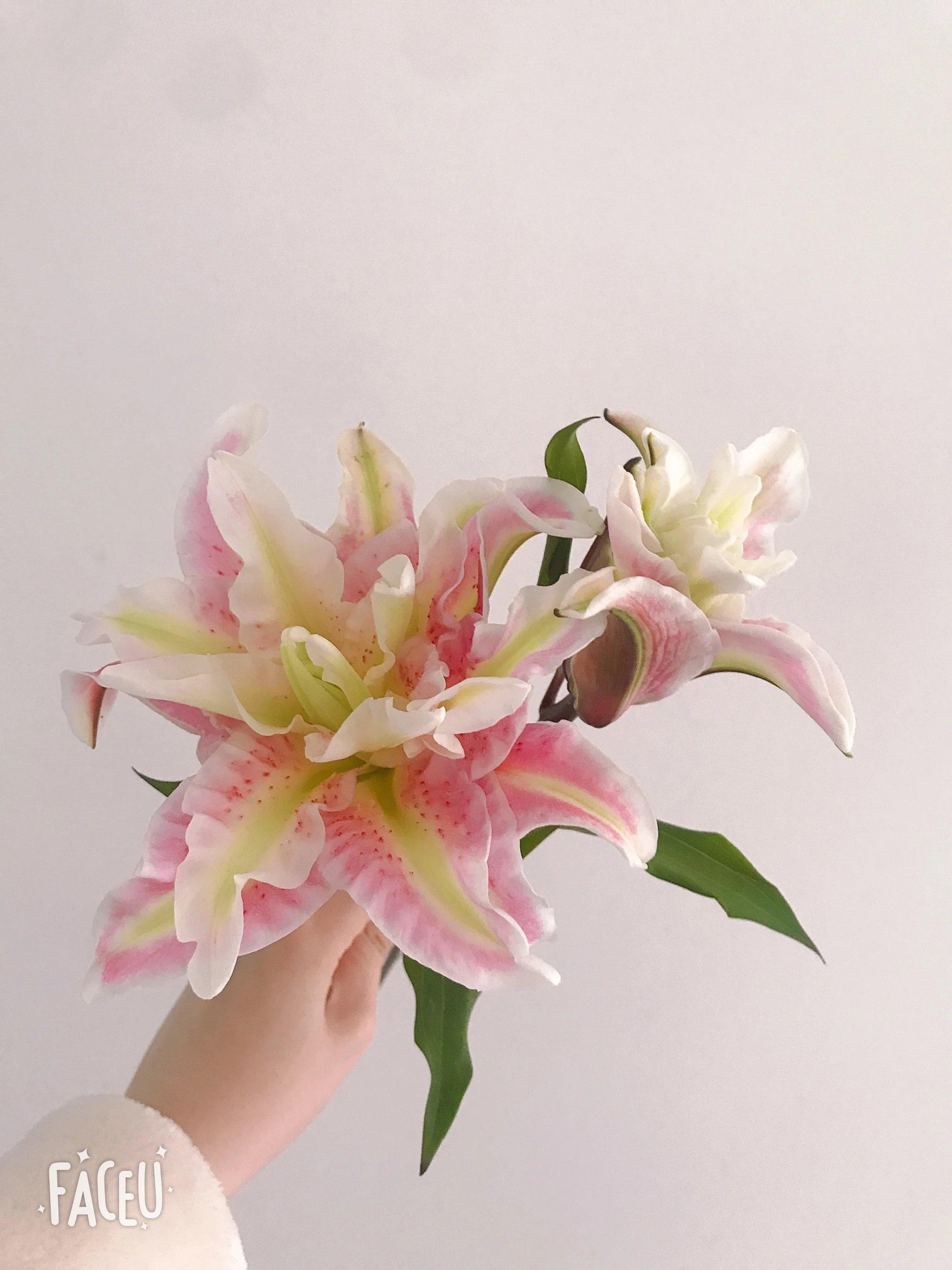 女神们都爱的重瓣百合品种都有哪些如何养护