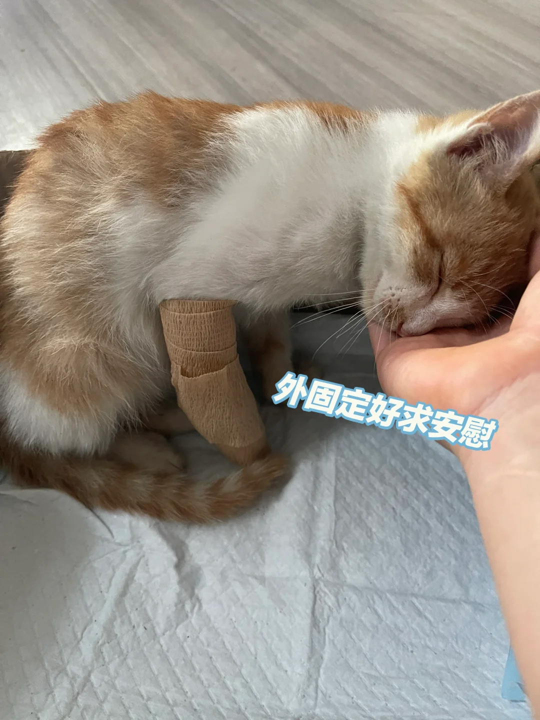 猫腿瘸了能自愈吗？恢复过程记录！ - 知乎