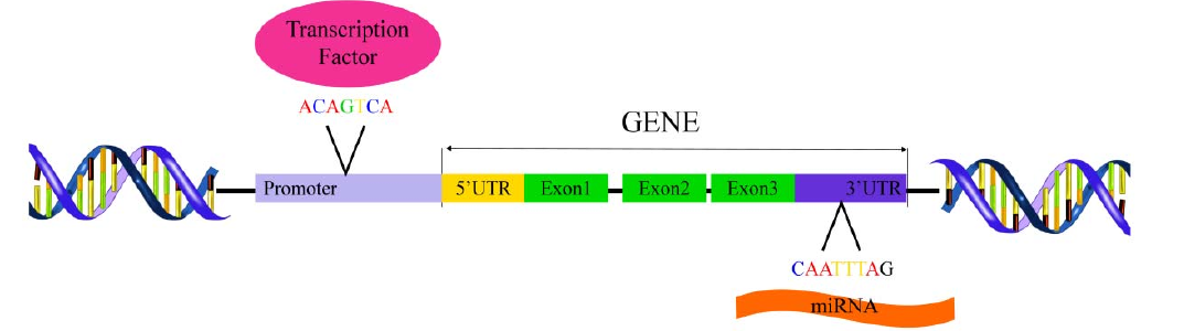 Snp55 生物信息学基础常识之SNP:一文读懂SNP对基因功能影响的作用方式 - 知乎