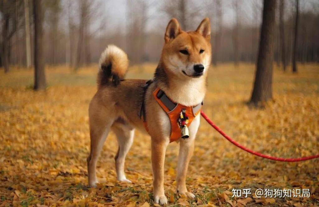 有这样一只旺家狗是上辈子修来的福气吧