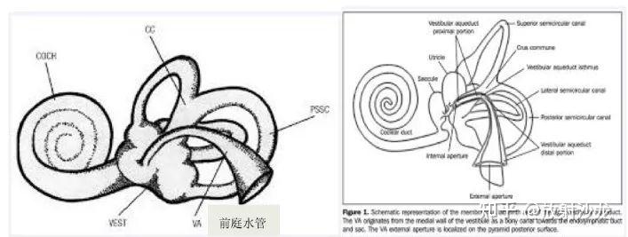 读懂大前庭导水管的解剖及生理