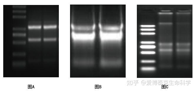 干货| RNA质检的那些事 - 知乎
