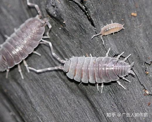 92其他鼠妇美图鉴 - 知乎