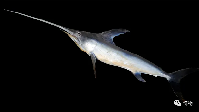 0其次,剑鱼还能保持身体某些部位的温度高于周围海水温度,这样有助于