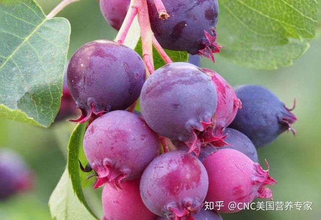 野生紫色的小果子图片