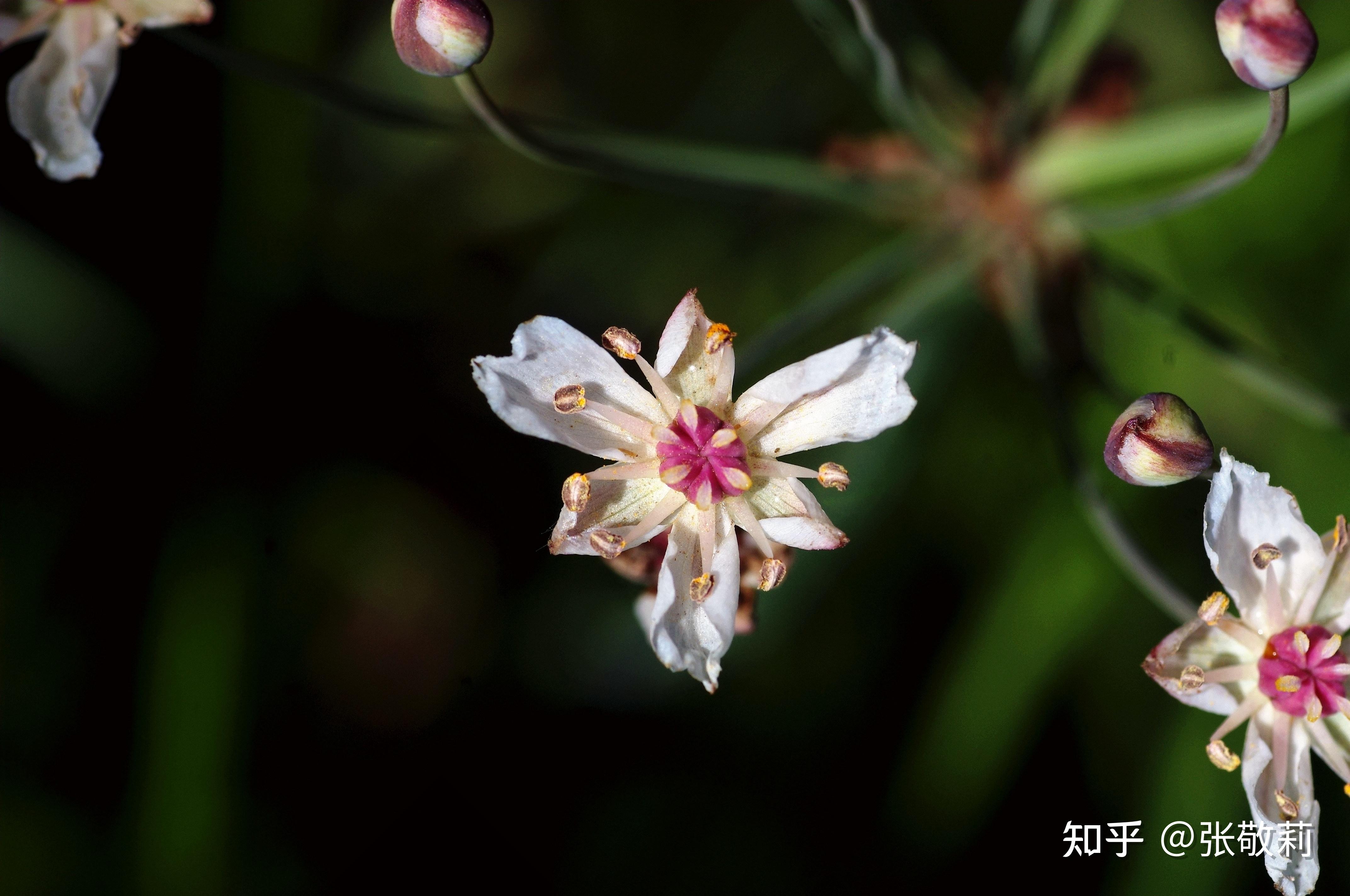 北方常见单子叶观花植物分科检索表(插图版) - 知乎
