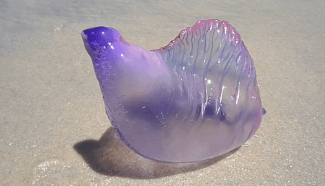 世界上最恐怖的水母图片（深海最吓人的一张照片）