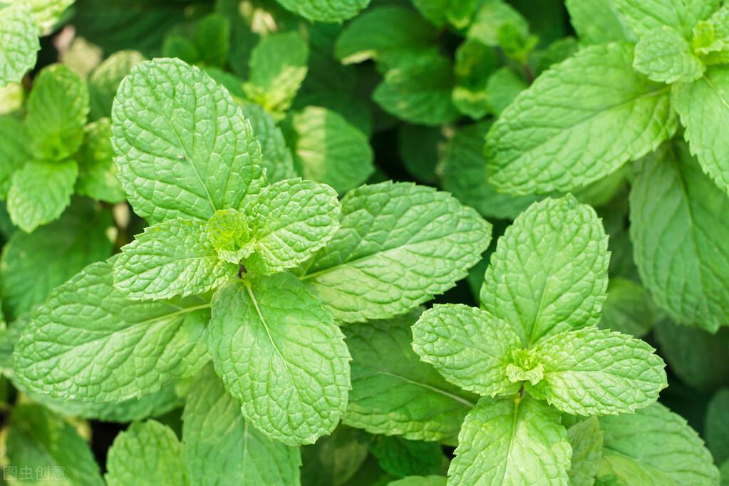 千万不能地栽的三种植物,否则会后悔到哭 - 知乎