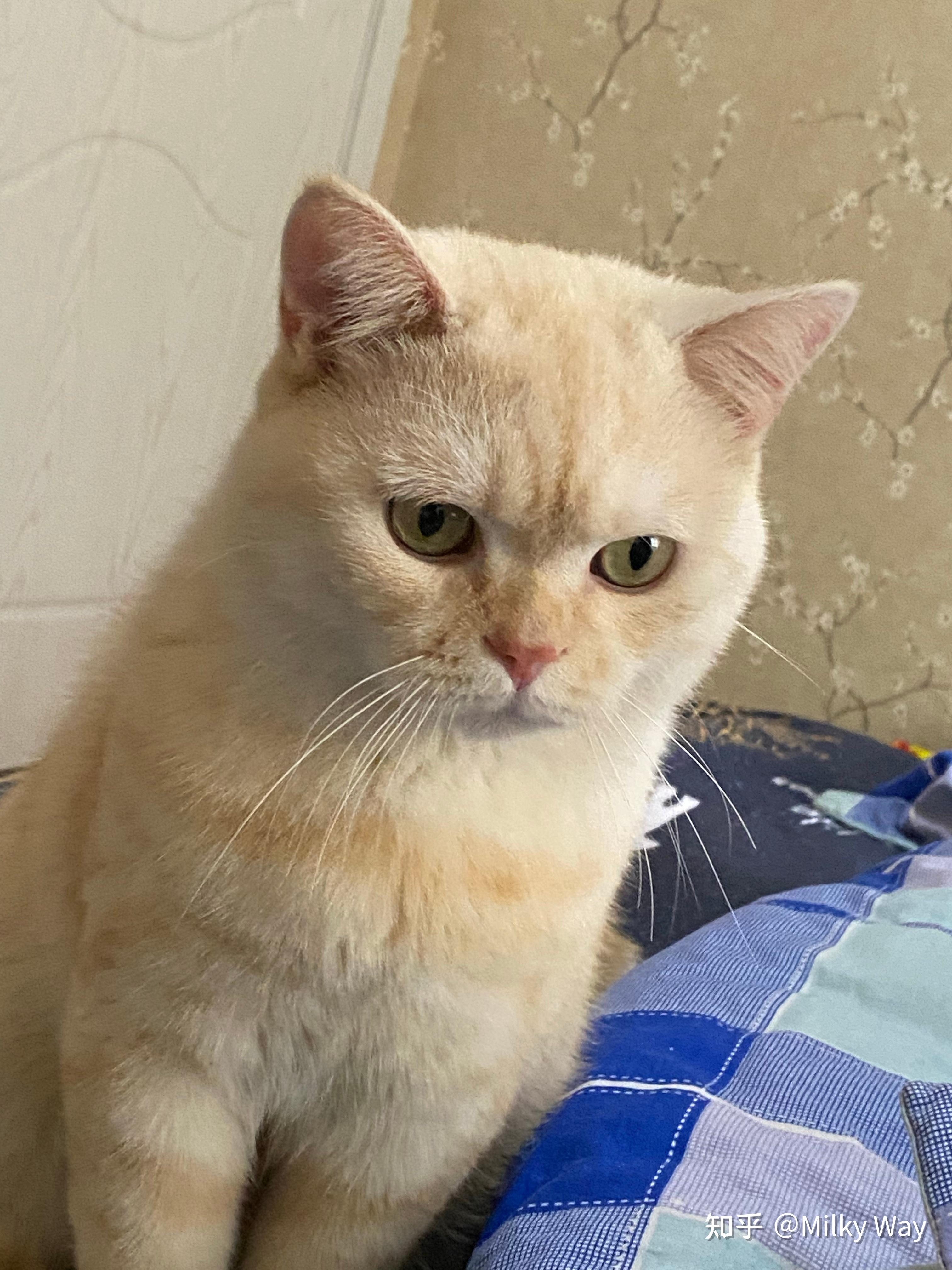 想要一只凯米尔色英短可以在哪买? - 知乎