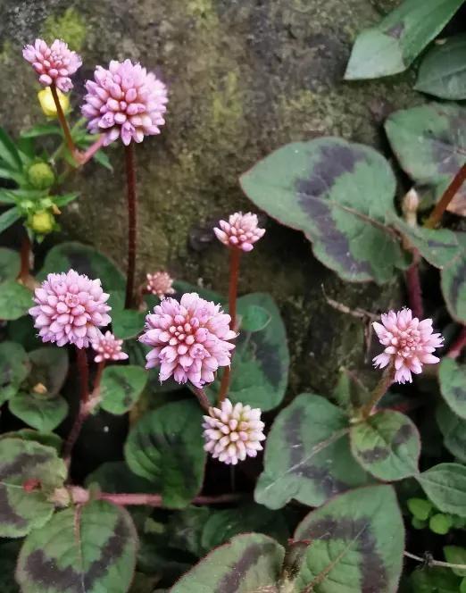 清热利湿,利水通淋—头花蓼