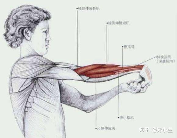 离心力训练:a腕伸肌离心收缩对抗,曲肘腕伸,在手背施加阻力,从腕伸位