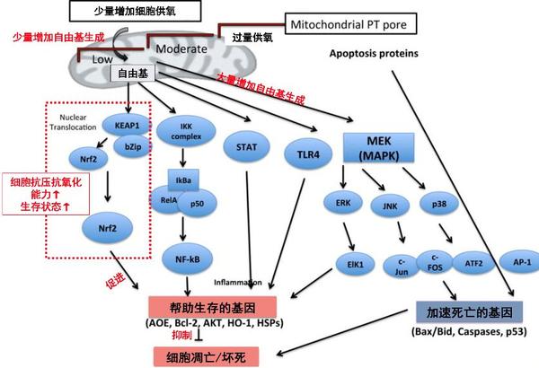 高压氧舱上市公司（吸100%高压纯氧3个月，年龄倒退25岁）