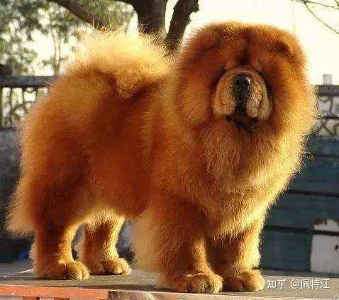 松狮犬为什么禁养，松狮犬的十大优缺点 - 知乎