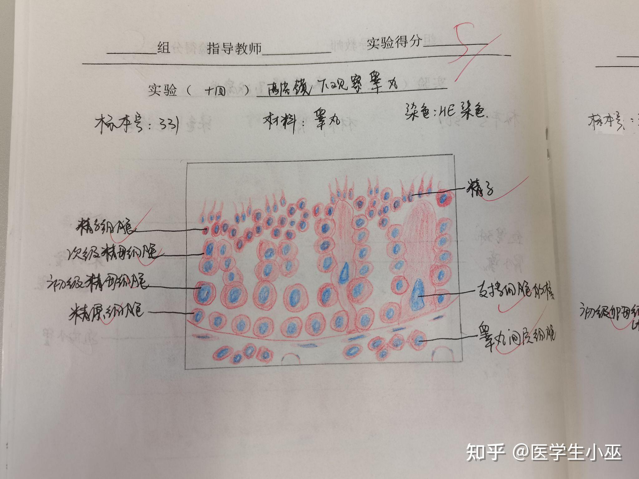 周鞭毛红蓝铅笔绘图图片