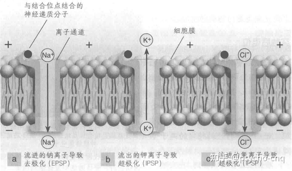 神经传导和突触传递 - 知乎