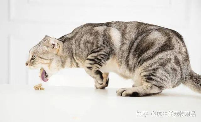 猫咪呕吐不要慌！一张图判断，猫咪到底要不要马上去医院！ - 知乎