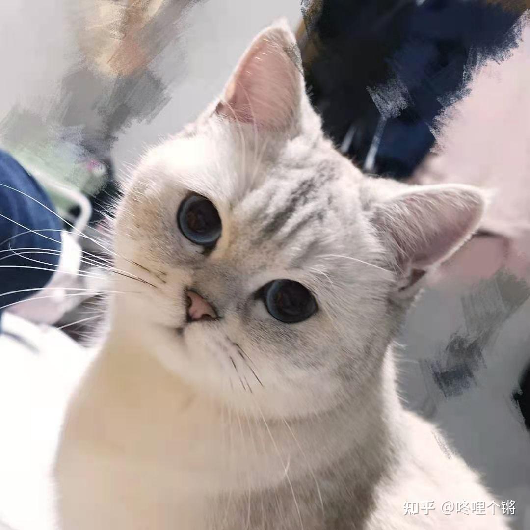 怎么看小猫是不是瘦 v2-ab1ca13d4a83b1765dfc4f6bf984504a_r.jpg