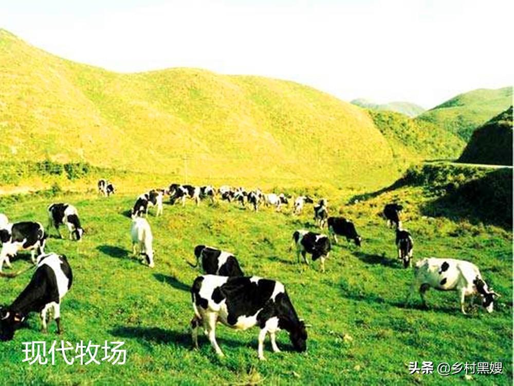 畜牧业在以前是什么样子?一口气带你搞懂古代畜牧业 - 知乎