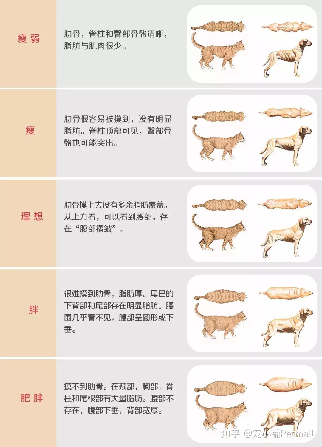 看完学会犬猫体重评级标准 - 知乎