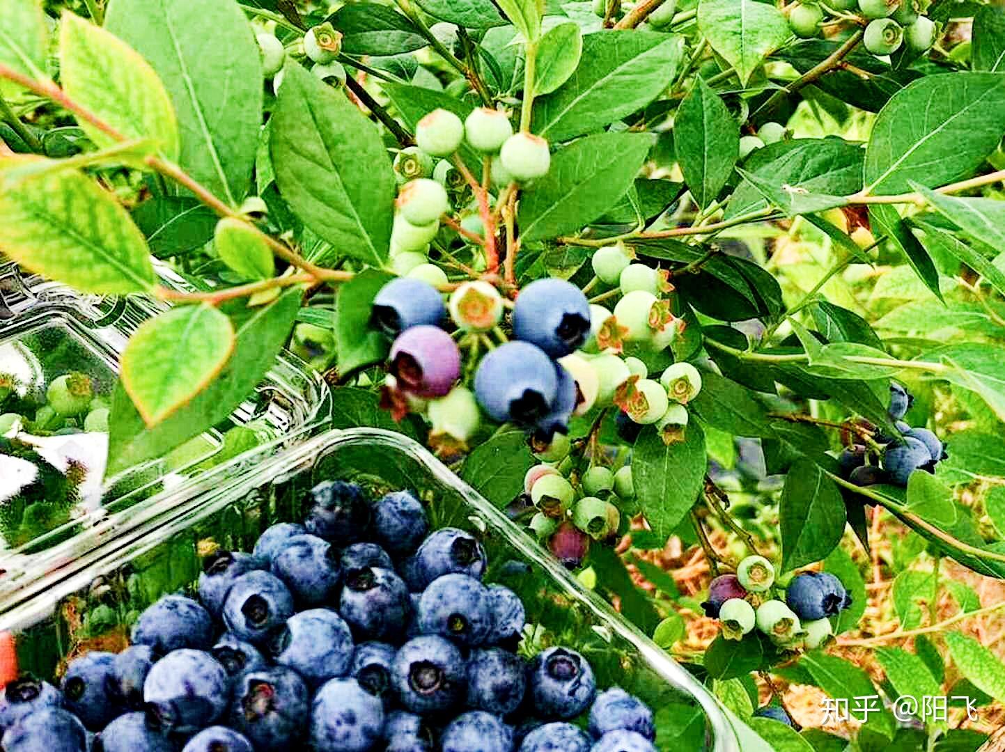 蓝莓果子摄影图高清摄影大图-千库网