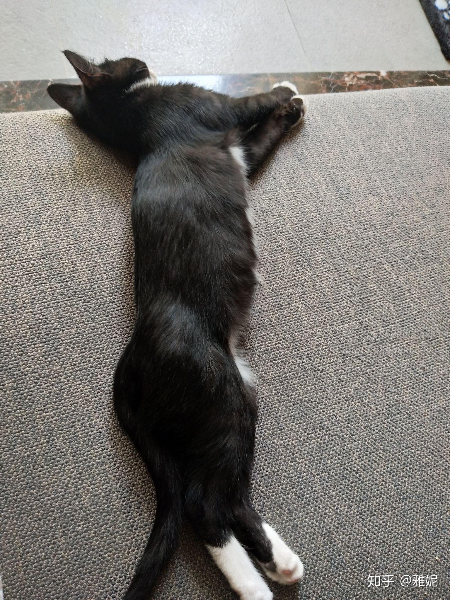 我们家的猫吃了美滋元的猫粮后就对生熟肉,牛