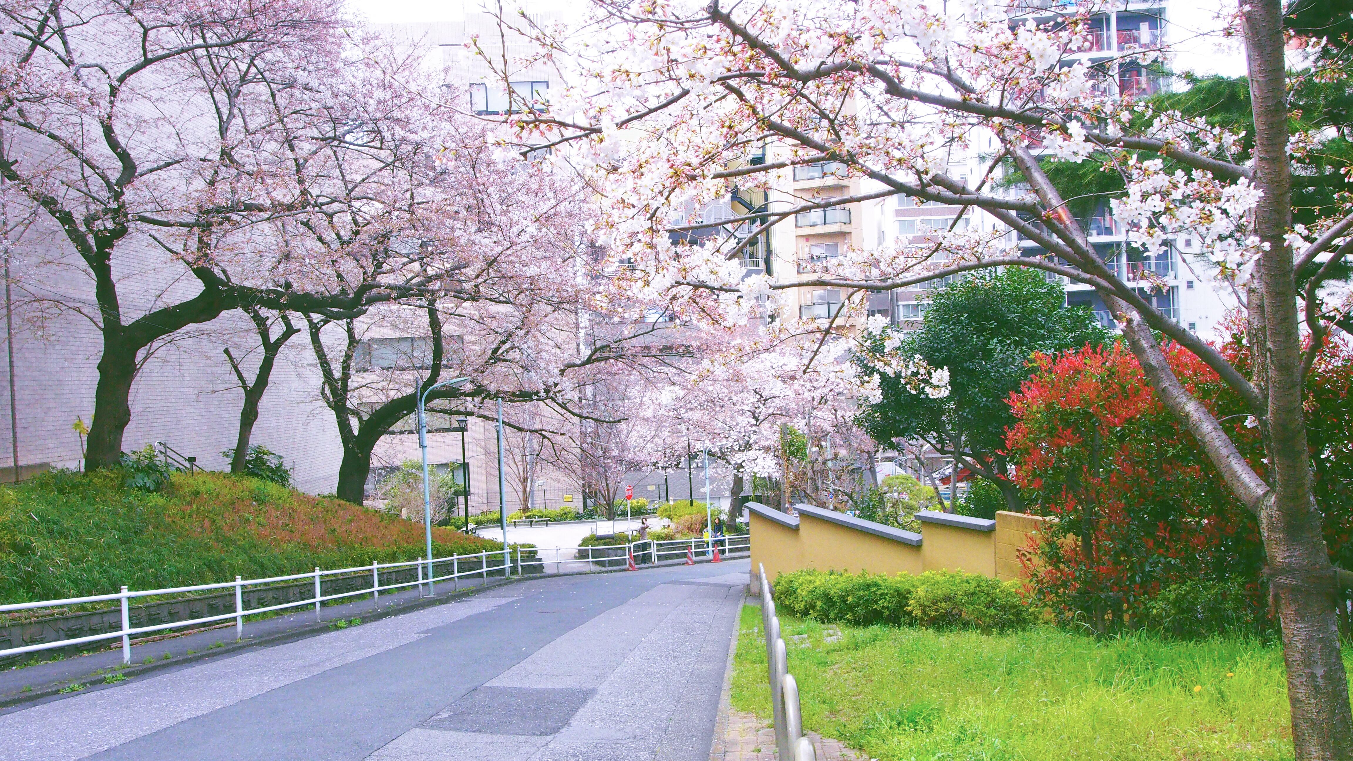 目黑川上盛开的樱花，日本东京 (© taketan/Getty Images) @20190326 | NiceBing 必应美图 - 精彩 ...