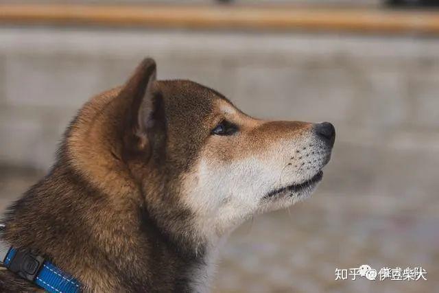 柴犬分為幾種不同種類的柴犬價格也不一樣嗎