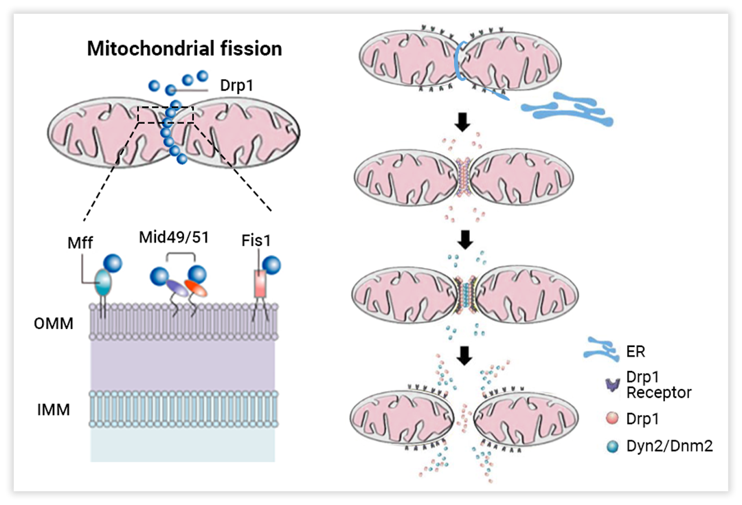 超详细 | 线粒体质量控制及机制 - MedChemExpress - 知乎