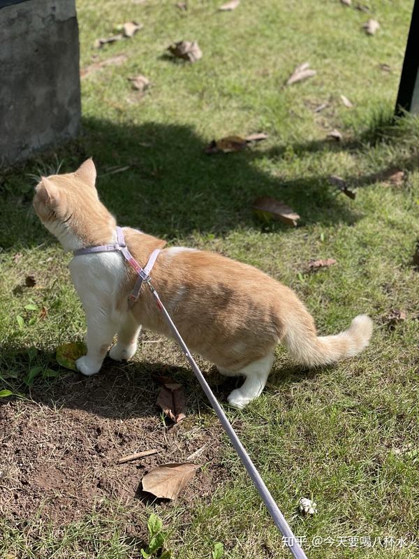 猫友群大家一起分享交流ya - 知乎