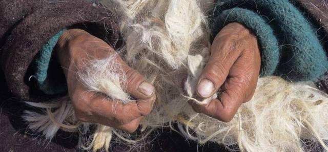 在探寻珍稀纤维之旅中,他们还遇到了各种产毛动物:麝牛,开司米羊,帕什